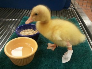 Buttercup the duck with 3D printed foot