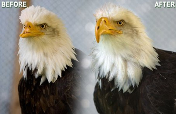 Beauty the eagle - before and after