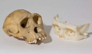 3d scanning skull