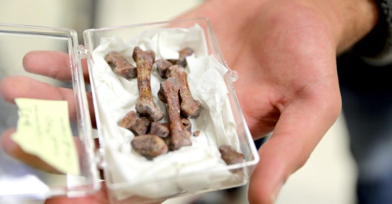  Dinosaur bones uncovered by paleontologists at Virginia Tech (Photo: Virginia Tech)