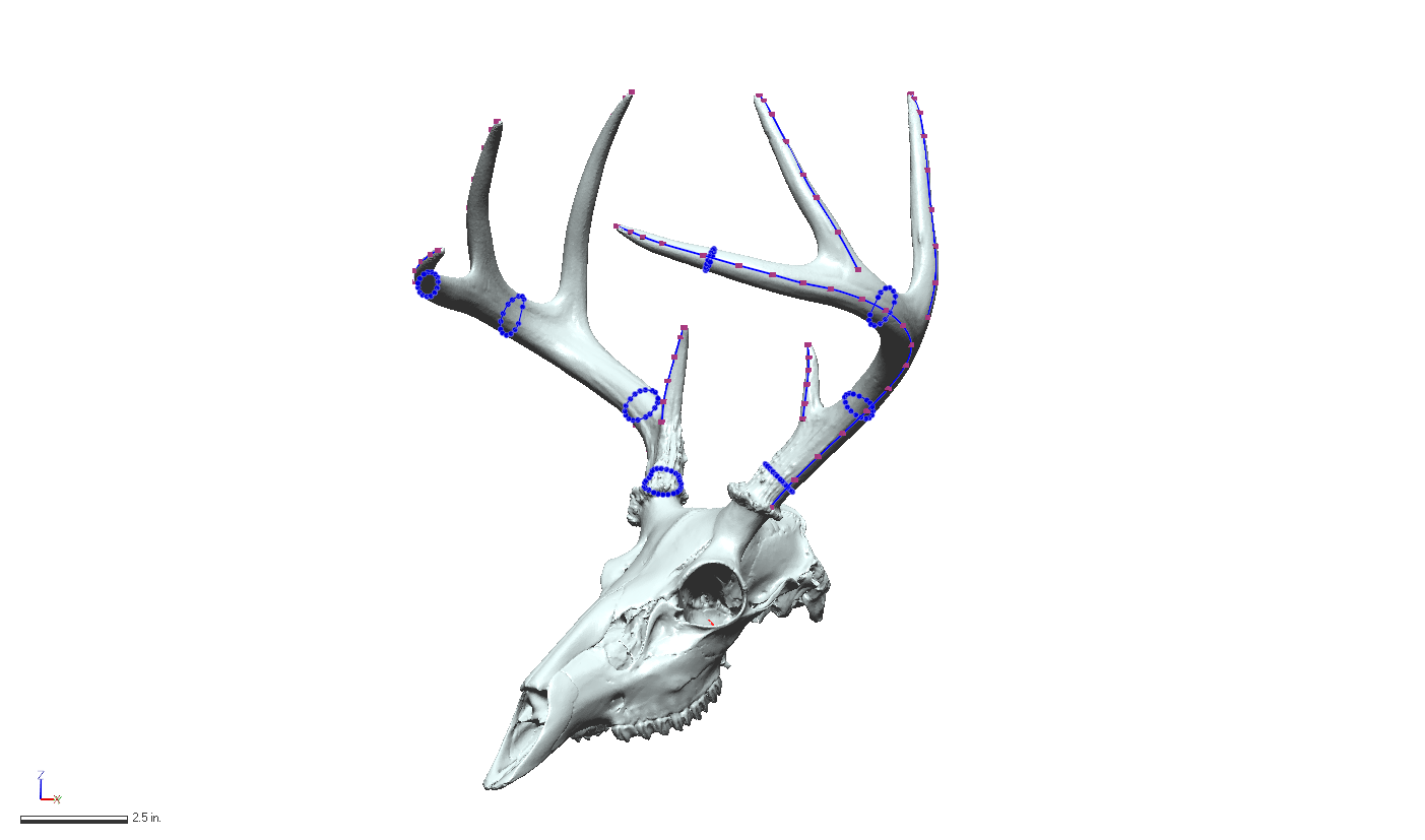 3D Scanning To Measure Deer Antlers 3dscanningservices