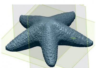 Digitizing SeaShells